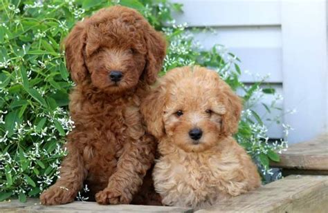 Miniature Poodle 